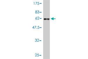 Western Blot detection against Immunogen (51.