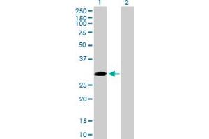 Western Blot analysis of SPSB2 expression in transfected 293T cell line by SPSB2 MaxPab polyclonal antibody.