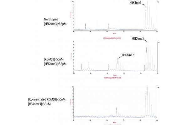 KDM5B Protein (full length) (DYKDDDDK Tag)