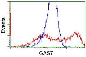 HEK293T cells transfected with either RC215256 overexpress plasmid (Red) or empty vector control plasmid (Blue) were immunostained by anti-GAS7 antibody (ABIN2453058), and then analyzed by flow cytometry. (GAS7 anticorps)