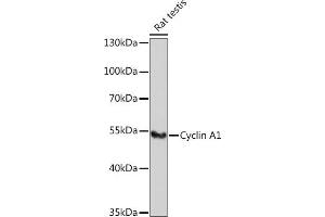 Western blot analysis of extracts of Rat testis, using Cyclin  antibody (ABIN6127726, ABIN6138071, ABIN6138072 and ABIN6221269) at 1:1000 dilution. (Cyclin A1 anticorps  (AA 1-230))