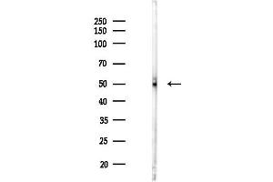 Western blot analysis of lysates from HUVEC cells(LPS 4h treatment), using MafA Antibody at 1/1000 dilution.