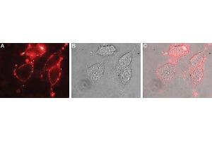 Expression of NBC1 in rat PC12 cells - Cell surface detection of NBC1 in live intact rat PC12 pheochromocytoma cells.