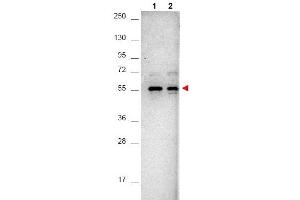 Western Blotting (WB) image for anti-V-Akt Murine Thymoma Viral Oncogene Homolog 1 (AKT1) (C-Term) antibody (ABIN400790) (AKT1 anticorps  (C-Term))