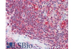 ABIN334467 (5µg/ml) staining of paraffin embedded Human Spleen. (PSME2 anticorps  (C-Term))