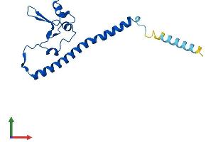 AlphaFold protein structure predicition of Mouse Recombinant Rsl24d1 Protein, UniprotID Q99L28