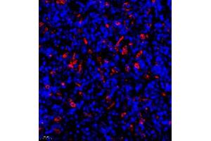 Immunofluorescence of paraffin embedded rat lymph node using MHC-II (ABIN7074245) at dilution of 1:500 (400x lens)