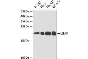Western blot analysis of extracts of various cell lines using LITAF Polyclonal Antibody at dilution of 1:1000. (LITAF anticorps)