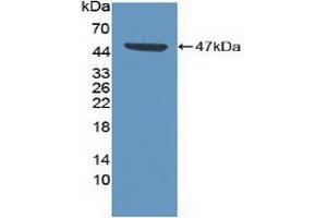 Figure. (CDK8 anticorps  (AA 21-392))