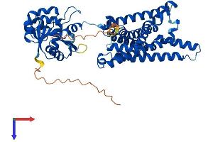AlphaFold protein structure predicition of Mouse Recombinant Steap2 Protein, UniprotID Q8BWB6
