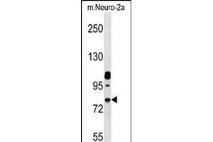 Mouse Nek8 Antibody (C-term) (ABIN657848 and ABIN2846809) western blot analysis in mouse Neuro-2a cell line lysates (35 μg/lane). (NEK8 anticorps  (C-Term))