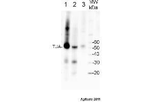 Western Blotting (WB) image for anti-Tubulin alpha Chain (TUB1) antibody (ABIN7477855) (Tubulin alpha Chain (TUB1) anticorps)
