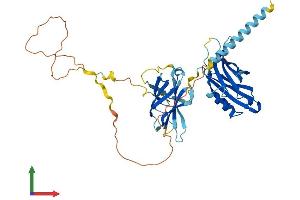 AlphaFold protein structure predicition of Mouse Recombinant Syt15 Protein, UniprotID Q8C6N3