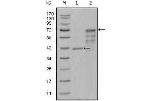 Western Blot showing CHIT1 antibody used against truncated Trx-CHIT1 recombinant protein (1) and truncated CHIT1 (aa22-466)-hIgGFc transfected CHO-K1 cell lysate (2). (Chitotriosidase 1 anticorps  (AA 22-137))