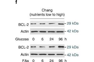 Nutrient induces apoptosis resistance. (Bcl-2 anticorps)