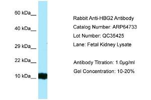 Western Blotting (WB) image for anti-Hemoglobin, gamma G (HBG2) (Middle Region) antibody (ABIN2789939) (HBG2 anticorps  (Middle Region))