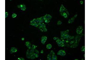 Immunofluorescent staining of HeLa cells using anti-RNF144B mouse monoclonal antibody (ABIN2453611). (RNF144B anticorps  (AA 1-256))