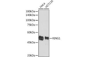 Western blot analysis of extracts of various cell lines, using RING1A Rabbit mAb (ABIN7270051) at 1:1000 dilution. (RING1 anticorps)