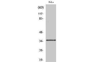 Western Blotting (WB) image for anti-Olfactory Receptor, Family 10, Subfamily R, Member 2 (OR10R2) (C-Term) antibody (ABIN3176473) (OR10R2 anticorps  (C-Term))