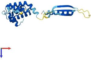 AlphaFold protein structure predicition of Human Recombinant COMMD3 Protein, UniprotID Q9UBI1