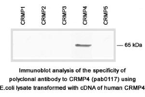 Image no. 1 for anti-Dihydropyrimidinase-Like 3 (DPYSL3) (C-Term) antibody (ABIN347041) (DPYSL3 anticorps  (C-Term))