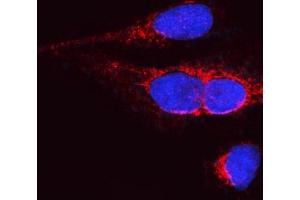 IF analysis of OPA1 using anti-OPA1 antibody (ABIN3043457). (OPA1 anticorps  (C-Term))