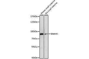 Western blot analysis of extracts of various cell lines, using SEMA3C antibody. (SEMA3C anticorps)