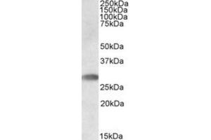 Western Blotting (WB) image for anti-Indoleamine 2,3-Dioxygenase 2 (IDO2) (C-Term) antibody (ABIN2464297) (IDO2 anticorps  (C-Term))