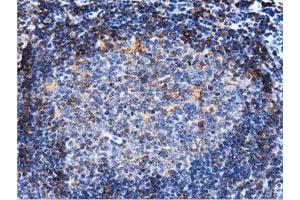 Immunohistochemistry (IHC) image for anti-rho GTPase Activating Protein 25 (ARHGAP25) antibody (ABIN1496701) (ARHGAP25 anticorps)