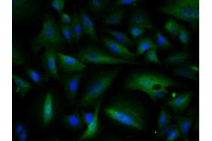 Image provided by One World Lab validation program.