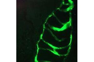 Immunofluorescence staining of a 7 days old zebrafish embryo. (Keratin 10/13 anticorps)
