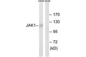 Western blot analysis of extracts from A549, using JAK1 (Ab-1022) Antibody. (JAK1 anticorps  (AA 988-1037))