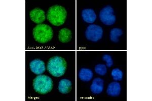 (ABIN184804) Immunofluorescence analysis of paraformaldehyde fixed Jurkat cells, permeabilized with 0. (PAX5 anticorps  (N-Term))