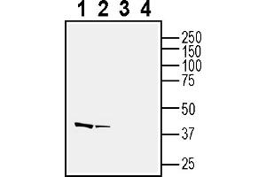anti-Neuropeptide FF Receptor 2 (NPFF2) (AA 186-199), (Extracellular) antibody
