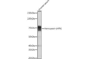 Western blot analysis of extracts of Human serum, using Hemopexin (HPX) (HPX) Rabbit mAb (ABIN7267611) at 1:5000 dilution. (Hemopexin anticorps)