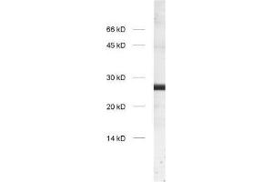 dilution: 1 : 1000, sample: crude synaptosomal fraction of rat brain (P2) (GS28 anticorps  (Cytoplasmic Domain))