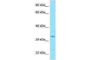 WB Suggested Anti-Dnajc25 Antibody   Titration: 1. (DNAJC25 anticorps  (Middle Region))