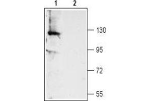 Western blot analysis of rat dorsal root ganglion (DRG) lysate: - 1.