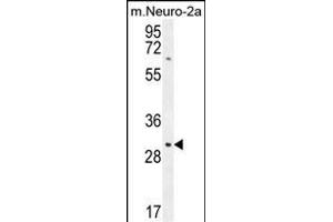 TMEM65 Antibody (N-term) (ABIN654318 and ABIN2844101) western blot analysis in mouse Neuro-2a cell line lysates (35 μg/lane). (TMEM65 anticorps  (N-Term))