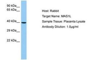 Image no. 1 for anti-MAS1 Oncogene Like Protein (MAS1L) (N-Term) antibody (ABIN6750212) (MAS1L anticorps  (N-Term))