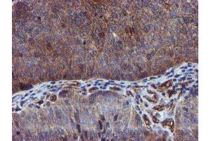 Image no. 1 for anti-Epsin 2 (EPN2) antibody (ABIN1498051) (Epsin 2 anticorps)