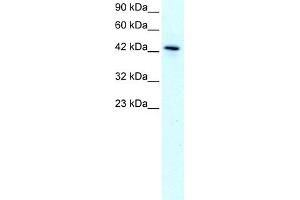 WB Suggested Anti-KLF15 Antibody Titration:  1. (KLF15 anticorps  (N-Term))