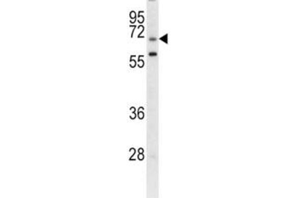 LRRC32 anticorps  (AA 234-260)