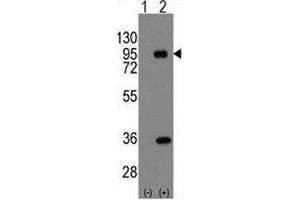 Western blot analysis of PROX1 antibody and 293 cell lysate (2 ug/lane) either nontransfected (Lane 1) or transiently transfected with the PROX1 gene (2).