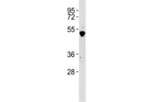Western blot testing of GATA2 antibody at 1:2000 dilution + K562 lysate.