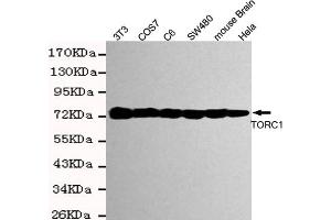 Western blot detection of TORC1 in Hela,mouse brain,S,COS7,C6 and 3T3 cell lysates using TORC1 mouse mAb (1:2000 diluted). (CRTC1 anticorps)