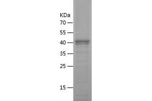 Western Blotting (WB) image for Granzyme A (Granzyme 1, Cytotoxic T-Lymphocyte-Associated serine Esterase 3) (GZMA) (AA 29-262) protein (His-IF2DI Tag) (ABIN7123196)