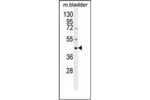 western blot analysis of SERPINB5 / Maspin Antibody (Center) in mouse bladder tissue lysates (35ug/lane).