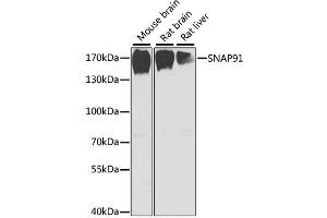 Western blot analysis of extracts of various cell lines, using SNAP91 antibody (ABIN2560041) at 1:1000 dilution. (SNAP91 anticorps)