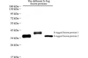 Western blot analysis of S-Tag (ABIN7075491) at dilution of 1: 500 (S-Tag anticorps)